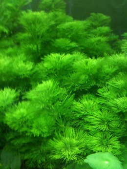 Limnophila Sessiliflora - 2 sadzonki
