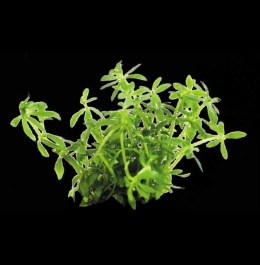 Limnophila Vietnam Mini