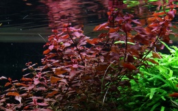 Ludwigia Mini Super Red - 2 szczepki od 4 do 10 cm
