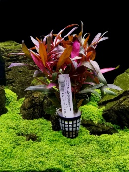 Ludwigia peruensis - koszyk