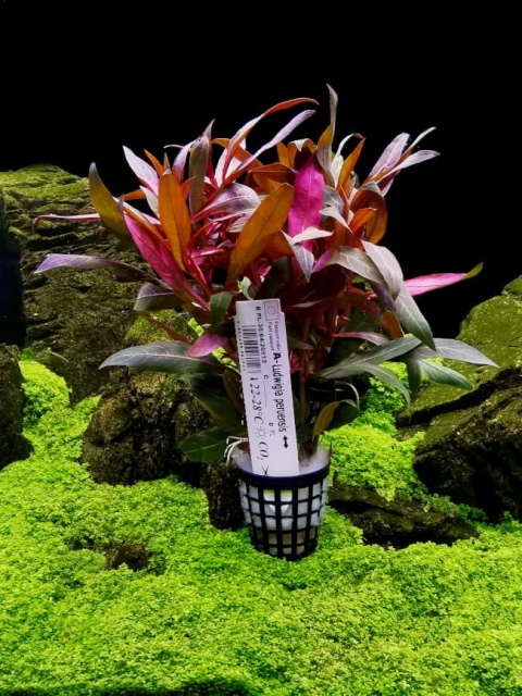 Ludwigia peruensis - koszyk