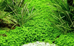 Micranthemum callitrichoides ´Cuba´ invitro