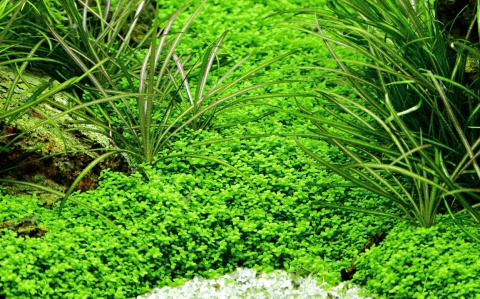 Micranthemum callitrichoides ´Cuba´ invitro