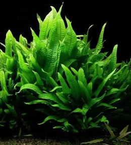 Microsorum pteropus - koszyk