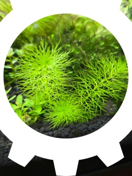 Myriophyllum Guyana - wywłócznik zielony 2 sadzonki