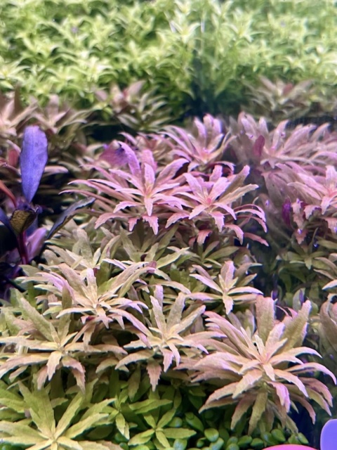 Pogostemon erectus mini - 2 sadzonki - 5 cm