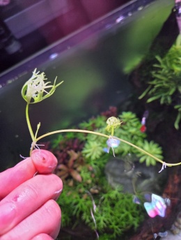 Ranunculus inundatus - 2 szczepki