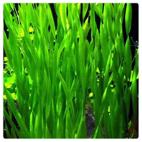 Vallisneria portugalensis - koszyk