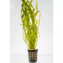 Vallisneria portugalensis - koszyk