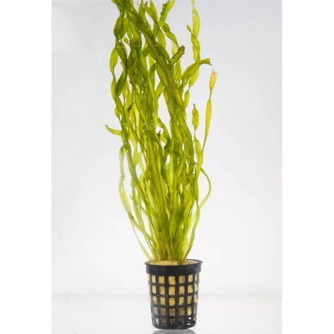 Vallisneria portugalensis - koszyk