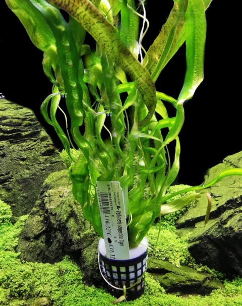 Vallisneria serpentina Tiger - koszyk