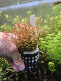 Wywłócznik Rdzawy Red - Myriophyllum Tuberculatum - 2 sadzonki