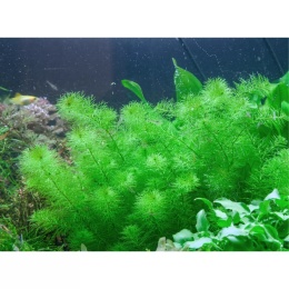 Myriophyllum Guyana - wywłócznik zielony